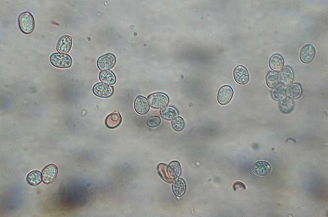 Pluteus   pseudorobertii   M.M. Moser